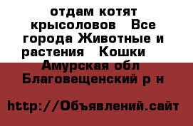 отдам котят крысоловов - Все города Животные и растения » Кошки   . Амурская обл.,Благовещенский р-н